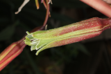 Beschorneria yuccoides 'Quicksilver' RCP7 2015 (29).JPG